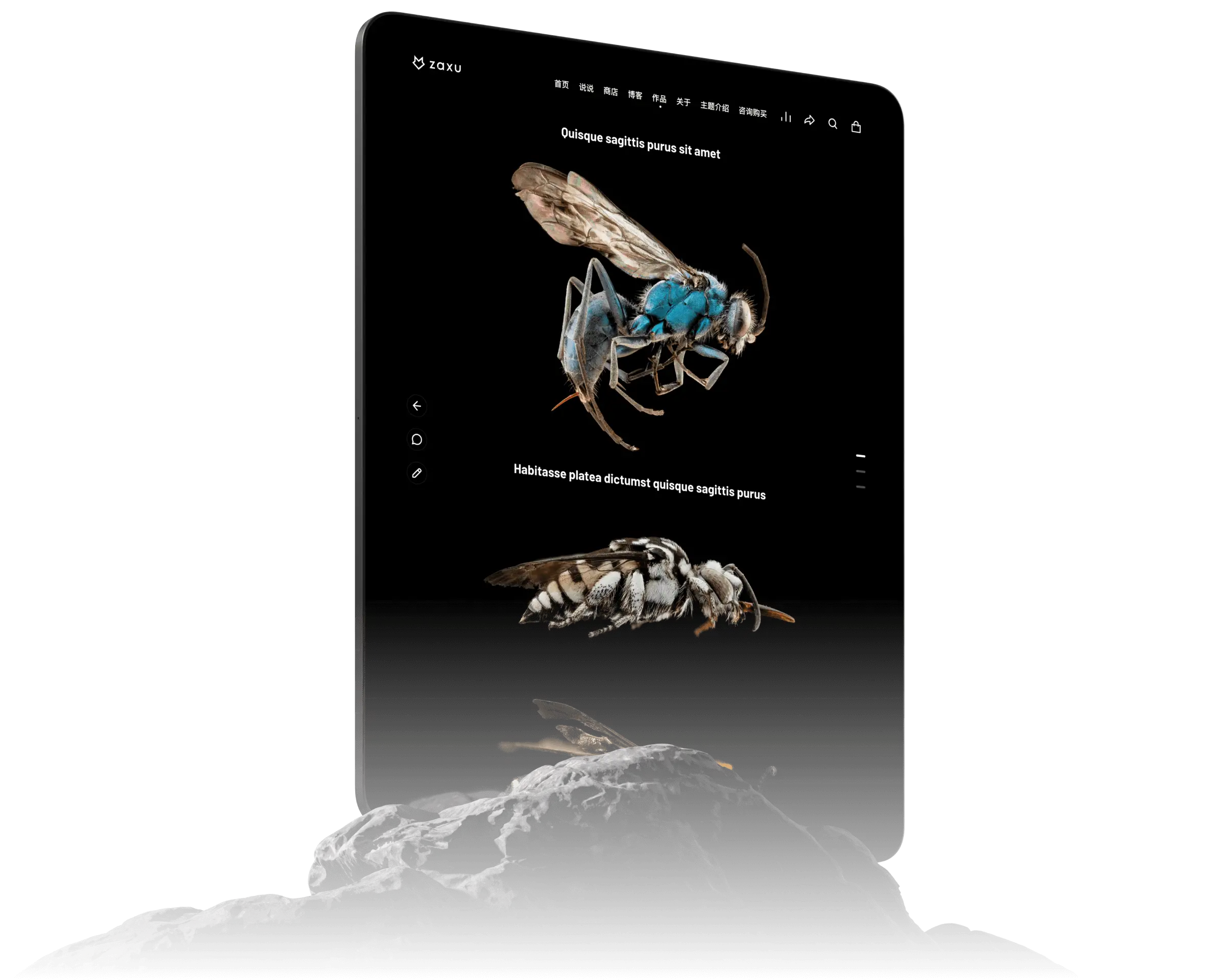 Zaxu - 更出色的專業(yè)WordPress主題
